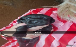 Mixed Breed dogs for sale: Labradoodle x dachshund  - Image 10