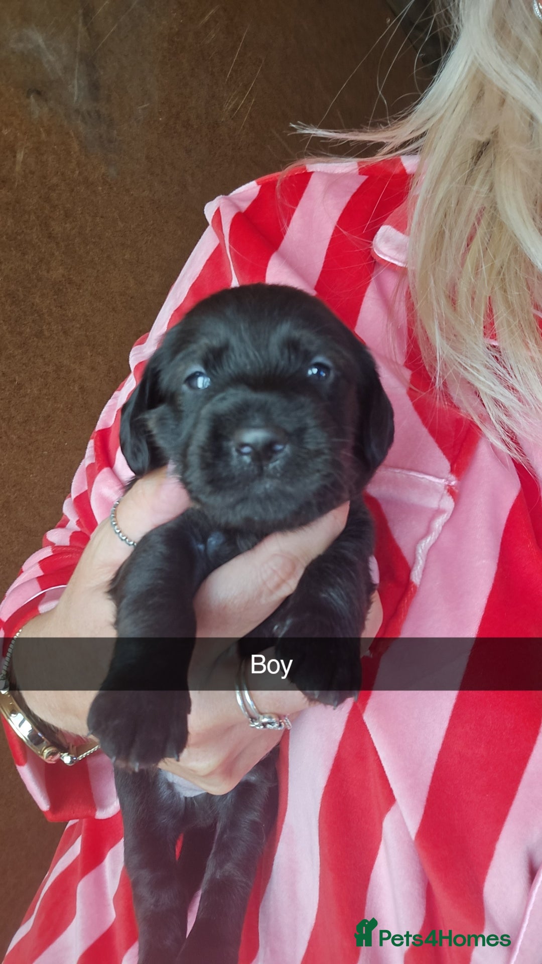 Mixed Breed dogs for sale: Labradoodle x dachshund  - Image 10