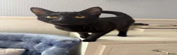 Domestic Shorthair cats for sale: Black shorthair domestic female cat  - Advert 2