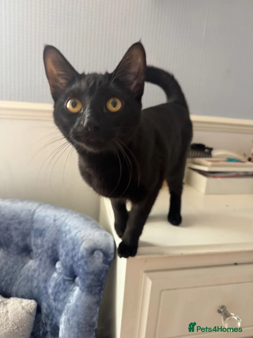 Domestic Shorthair cats for sale: Black shorthair domestic female cat  - Advert 2