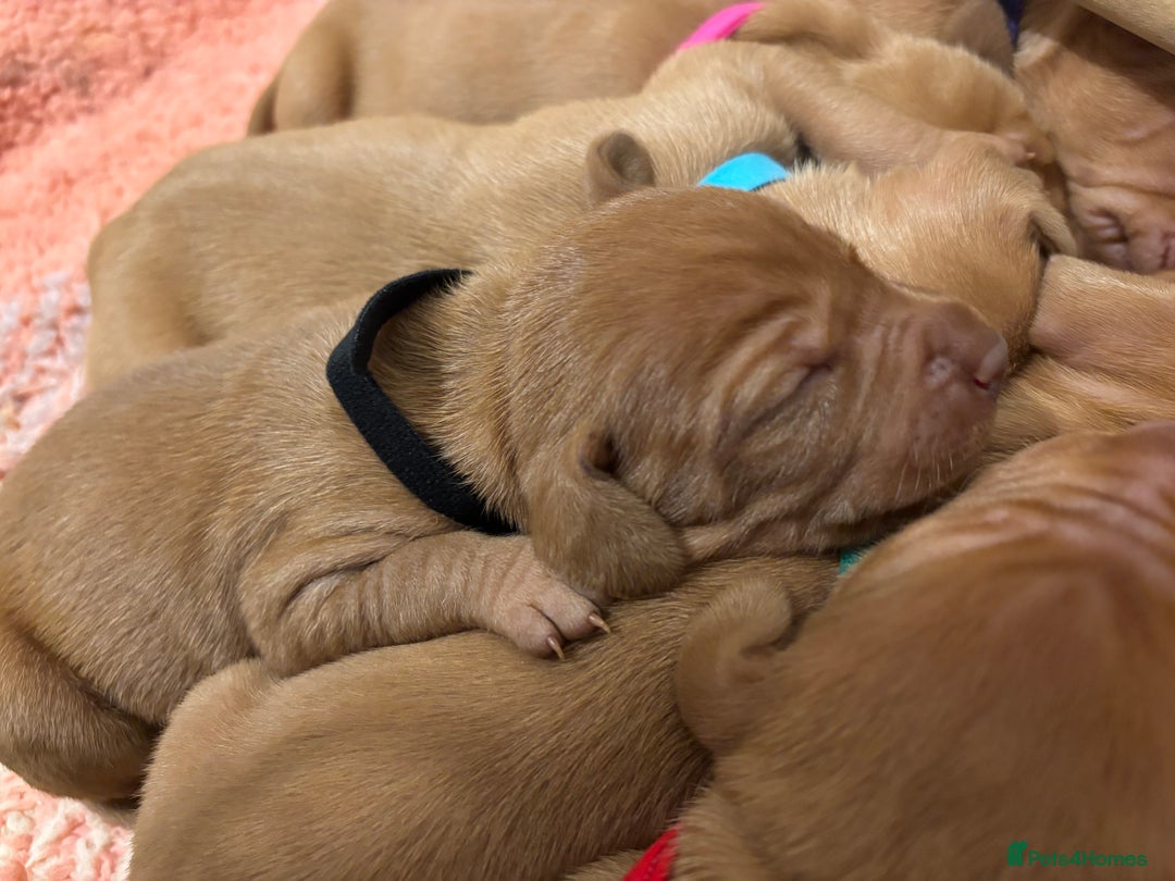 Hungarian Vizsla dogs for sale: Ready to leave KC Registered Vizsla Puppy  - Advert 25