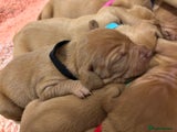Hungarian Vizsla Puppy 4