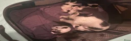 Mixed Breed cats for sale: 1 male kitten left - Advert 5