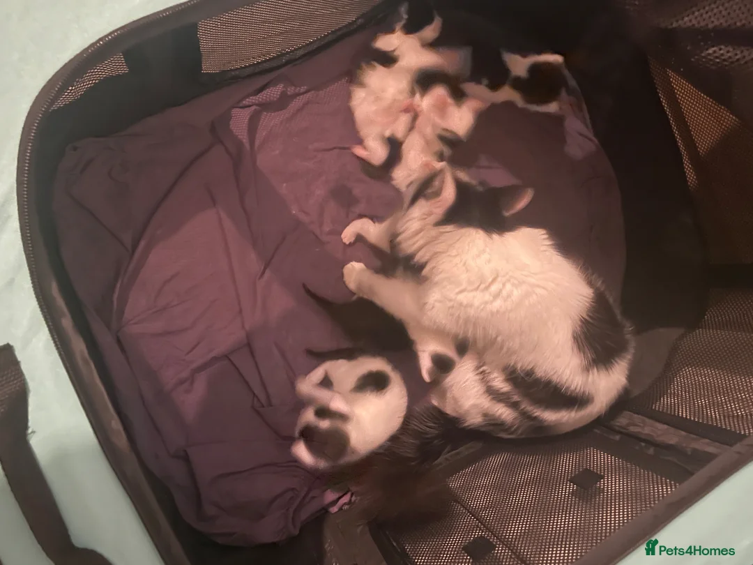 Mixed Breed cats for sale: 1 male kitten left - Advert 5
