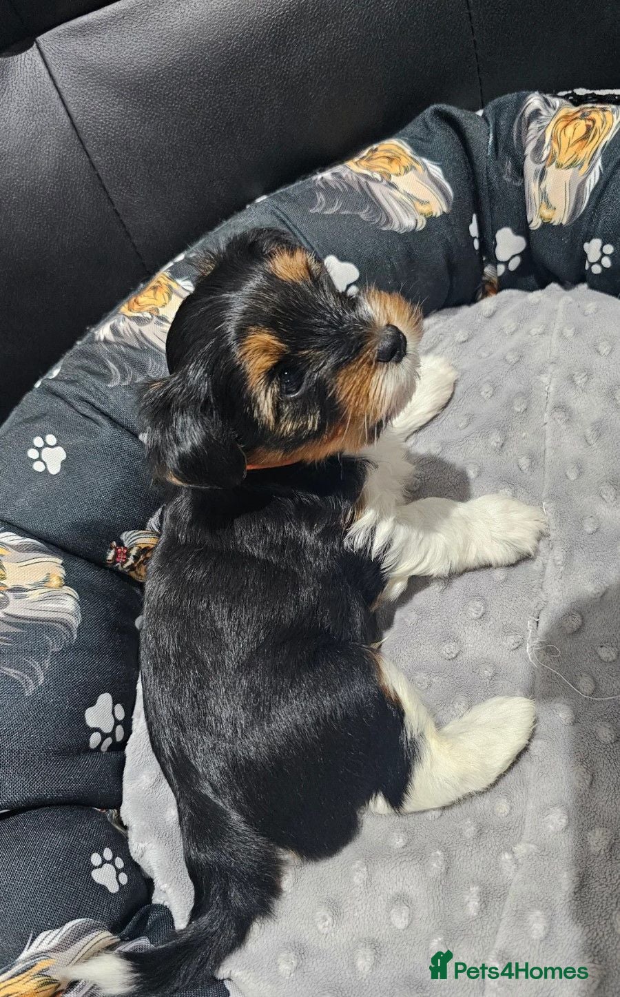 Yorkshire Terrier dogs Stunning Yorkshire Terrier Puppies  - Advert 11