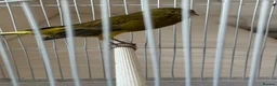Canaries birds for sale: Yourkshire canary birds in Harrow - Advert 8