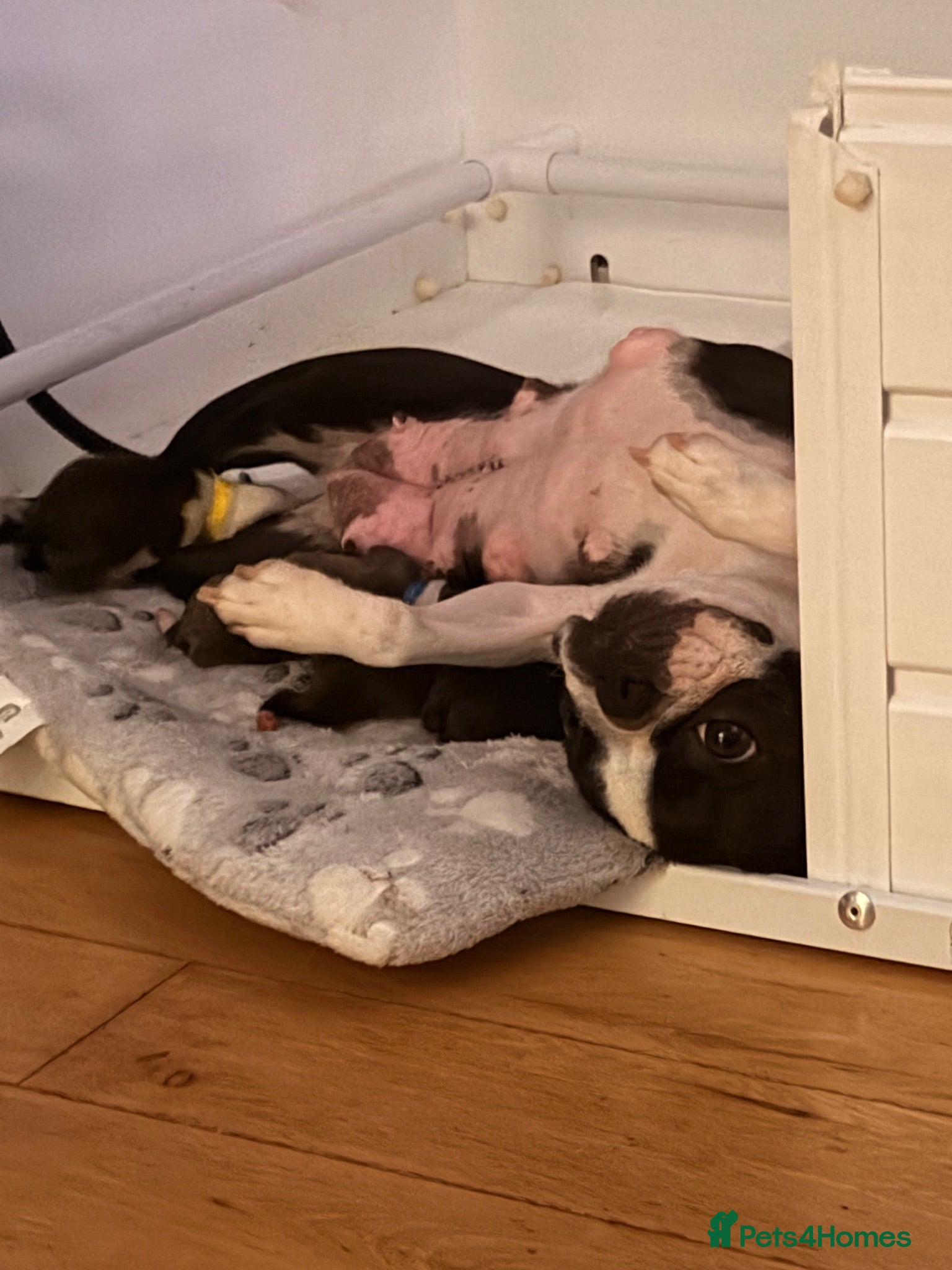 Boston Terrier dogs 🐾KC registered Boston Terrier Puppies 🐾 - Advert 2