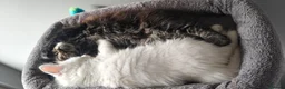 Mixed Breed cats for sale: Little cuties - Advert 6