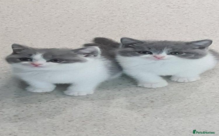 British Shorthair cats - Advert 4