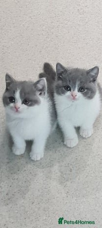 British Shorthair cats - Advert 4