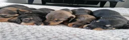 Dachshund dogs for sale: Wirehaired daschunds pups (teckle) - Advert 20