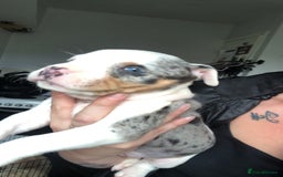 Mixed Breed dogs for sale: Pocket/staff pups  - Image 1
