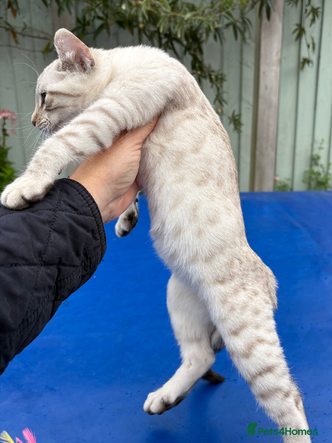 Keetso cats for sale: Gob smacking curled eared polydactyl female  - Advert 10