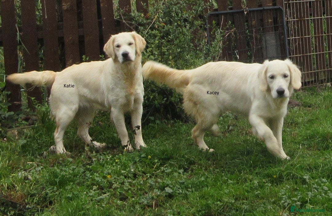 Golden Retriever dogs for sale: Gorgeous Girl looking for her 5 Star Retirement - Image 4