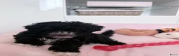 Maltipoo dogs for sale: 💖Maltipoo Baby Girl 💖 - Advert 5
