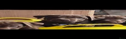 Patterdale Terrier dogs for sale: Patterdale terrier  - Advert 2