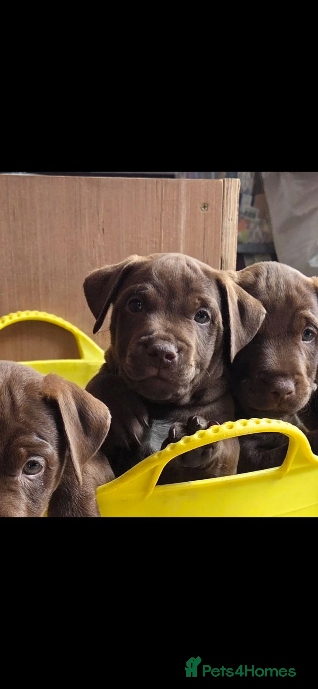 Patterdale Terrier dogs for sale: Patterdale terrier  - Advert 2