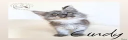 Maine Coon cats for sale: High Smoke, Smoke and Solid Pedigree Maine Coon’s - Advert 8