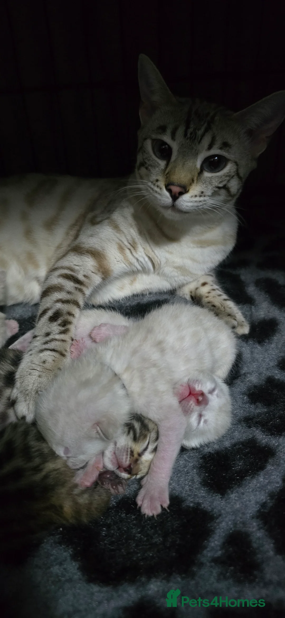 Bengal cats for sale: 🔥Outstanding Seal lynx and brown bengal kittens🔥 - Advert 2