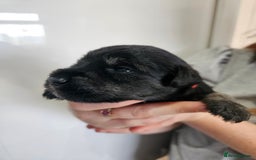 Miniature Schnauzer dogs for sale: Miniature schnauzer's due, KC, Mac, low COI - Image 19