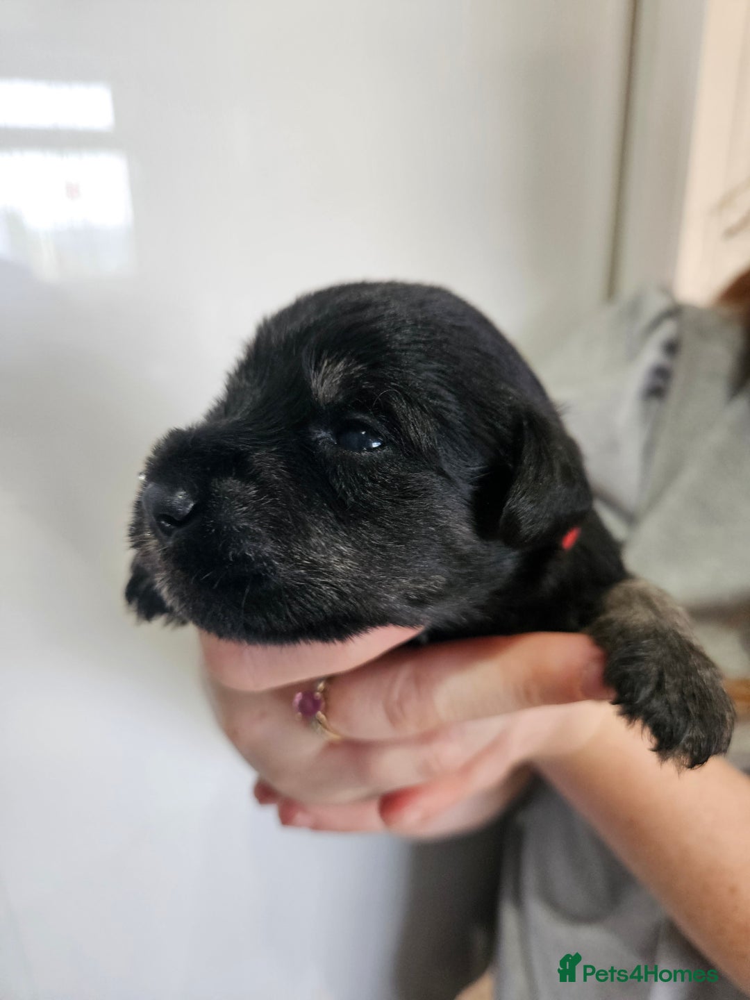 Miniature Schnauzer dogs for sale: Miniature schnauzer's due, KC, Mac, low COI - Image 19