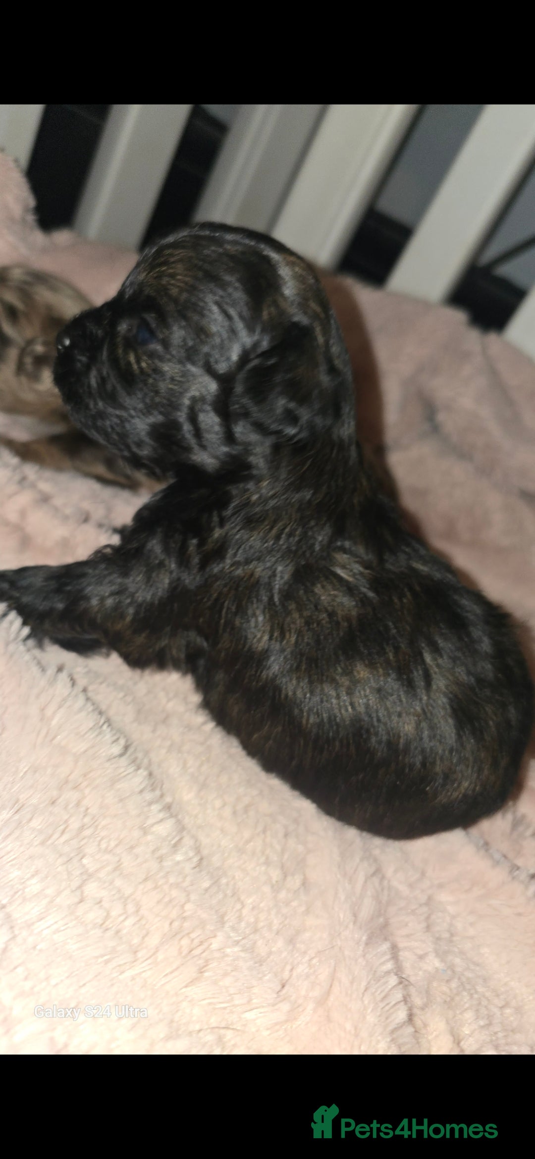 Pomapoo dogs for sale: 1 time miniature Pomapoo puppies - Image 15