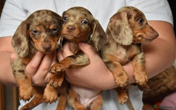 Dachshund dogs for sale: true miniature dachshund puppies ready now  - Image 11