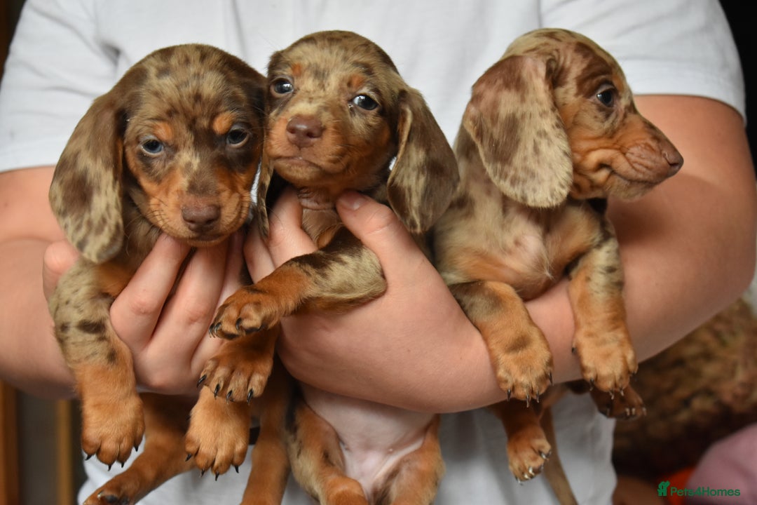 Dachshund dogs for sale: true miniature dachshund puppies ready now  - Image 11