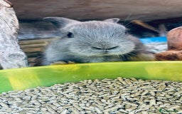 Mixed Breed rabbits for sale: Baby rabbits - Image 5
