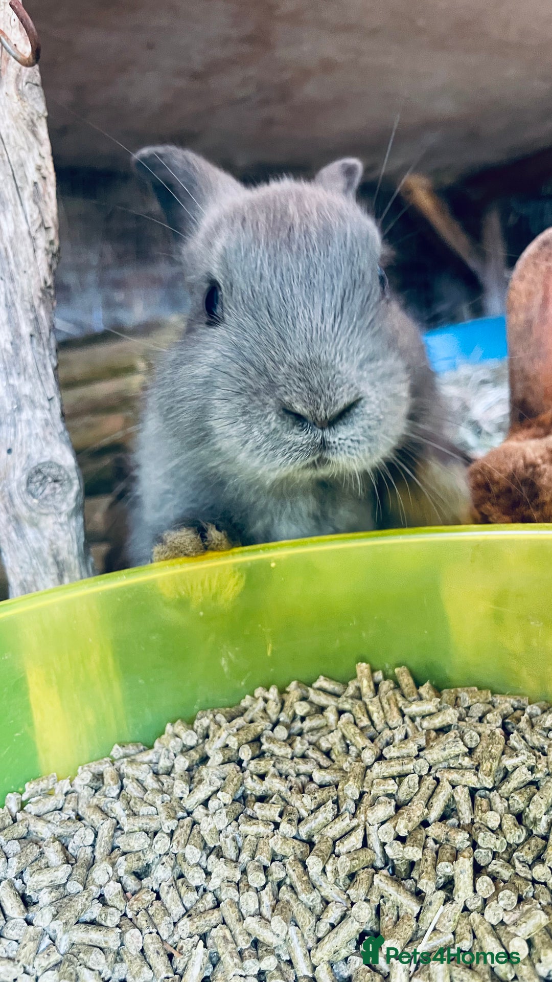 Mixed Breed rabbits for sale: Baby rabbits - Image 5