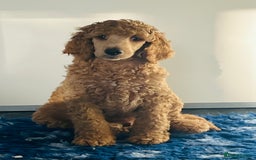 Standard Poodle dogs for sale: one  handsome loving boy available  in Newmarket - Image 5