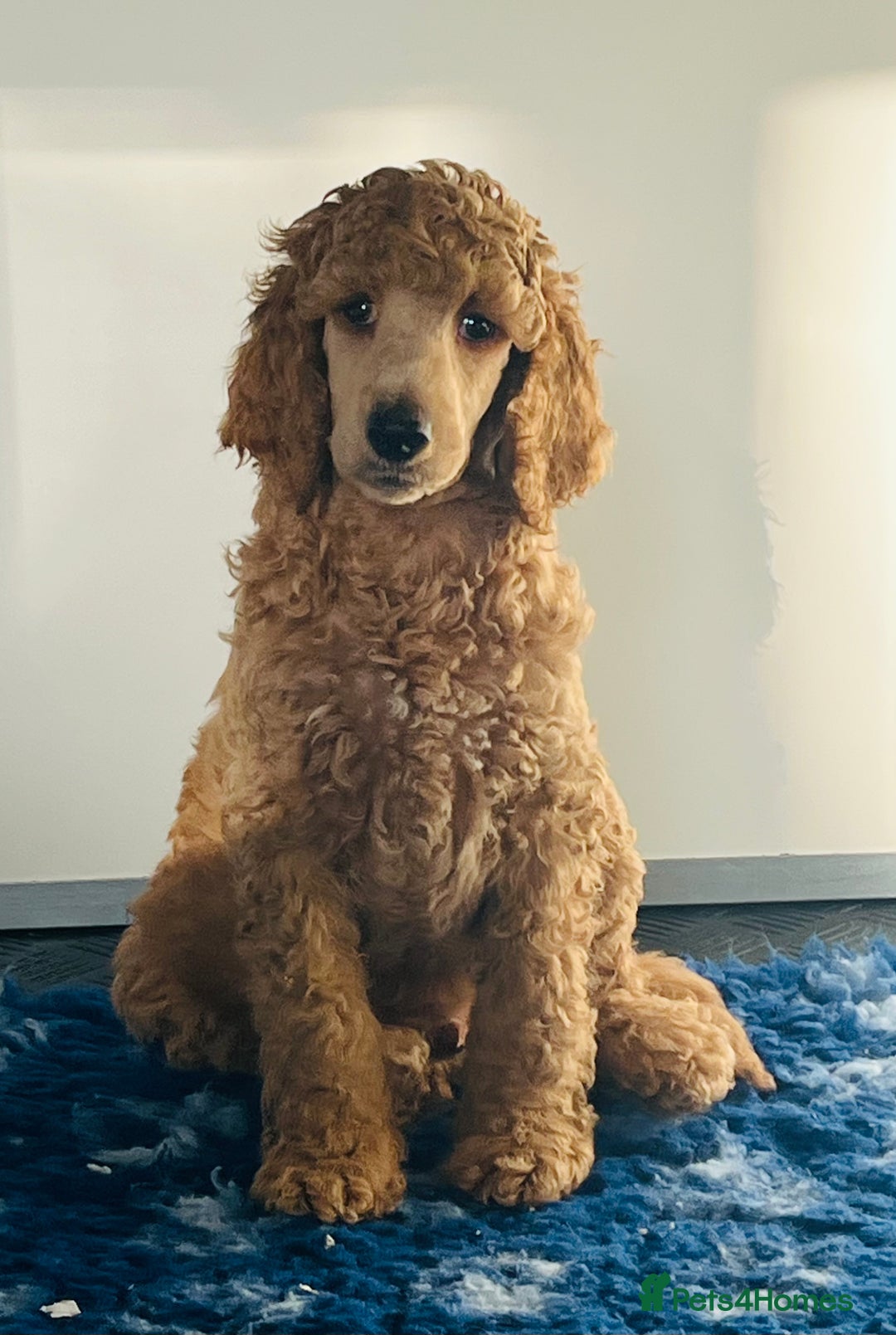 Standard Poodle dogs for sale: one  handsome loving boy available  in Newmarket - Image 5