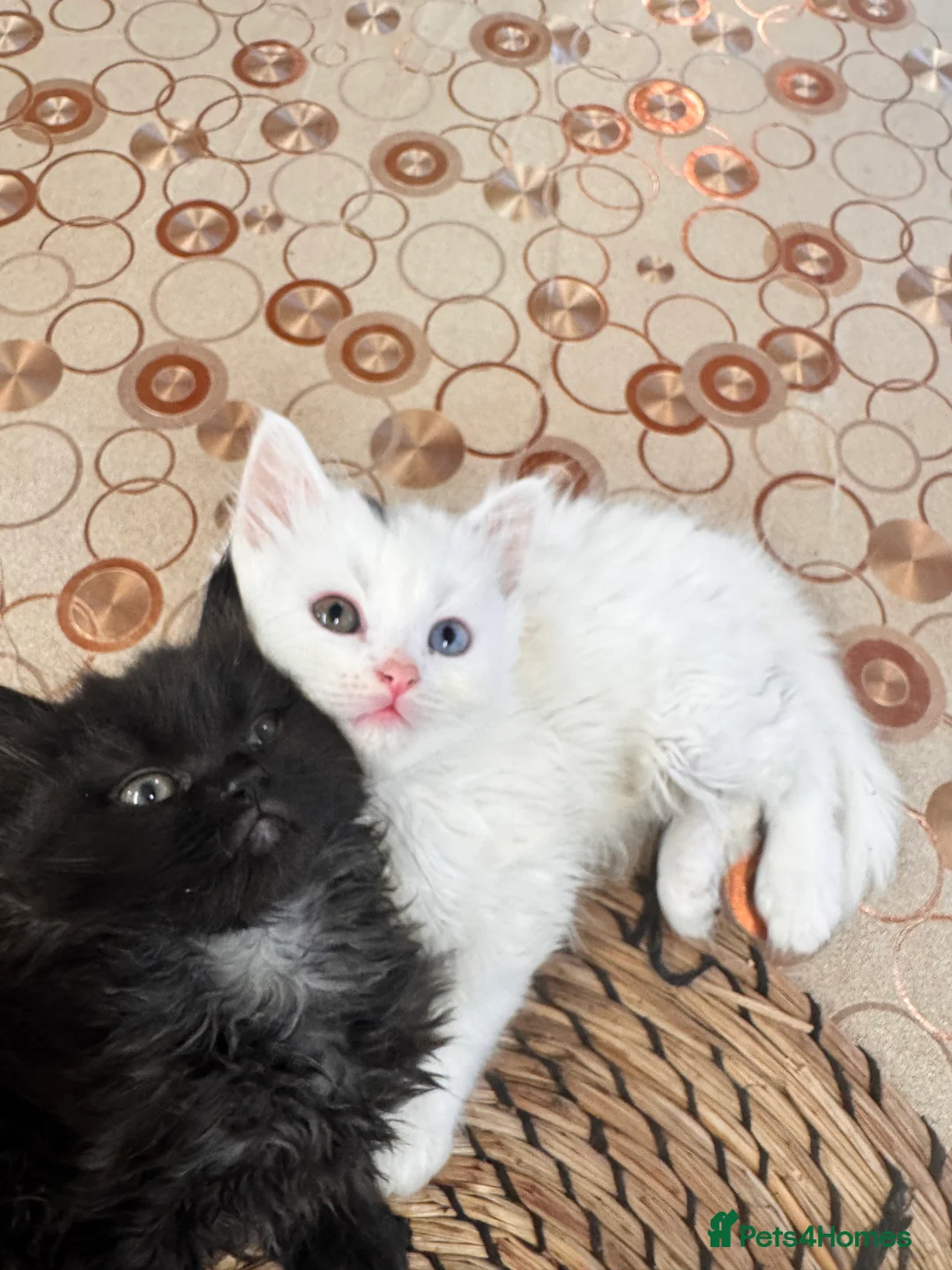 Scottish Fold cats for sale: Mum Scottish fold dad is Turkish angora  - Advert 2