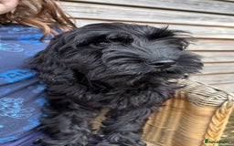 Cockapoo dogs for sale: 🐾 Cockerpoo puppies for sale 🐾  - Image 5