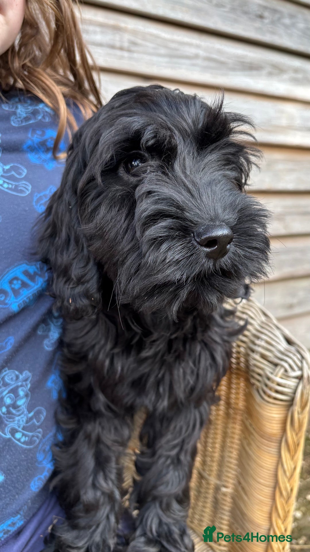 Cockapoo dogs for sale: 🐾 Cockerpoo puppies for sale 🐾  - Image 5