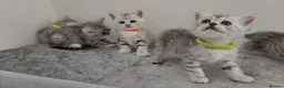 British Shorthair cats for sale: 🏆 Silver British Shorthairs pedigree 🏆  - Advert 14