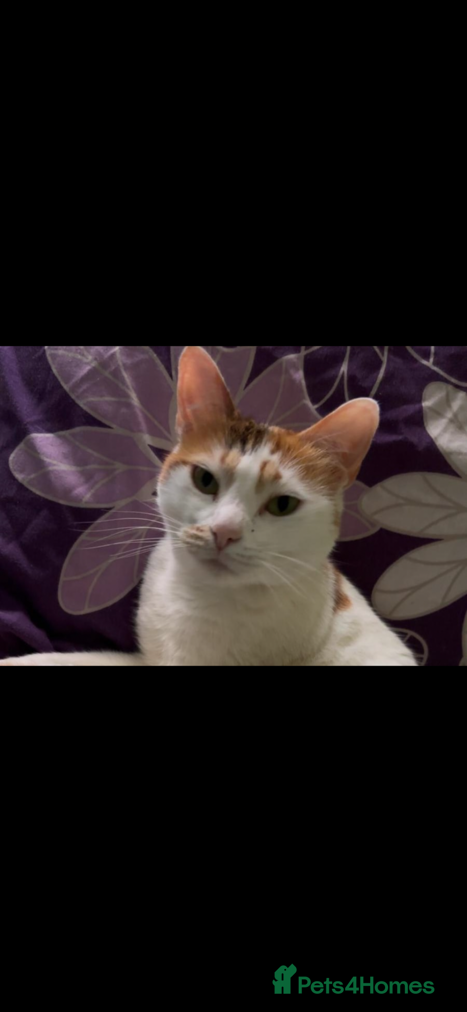 British Shorthair cats Meet Sophie 6 year old female cat - Advert 1