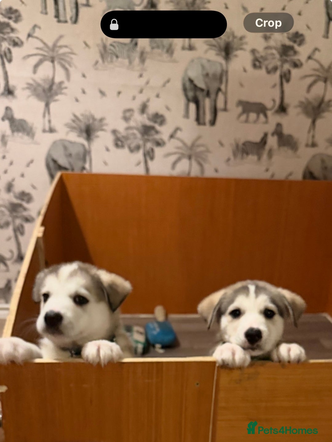 Siberian Husky dogs for sale: Husky Puppies – Ready 22/12/25 🐾  - Advert 26