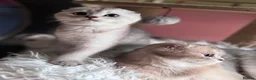 Scottish Fold cats for sale: 💎 Stunning TICA Reg. Scottish Fold Kittens 🐾 - Advert 13
