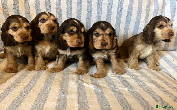 Cocker Spaniel dogs - Advert 3