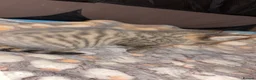 Mixed Breed cats for sale: Cute Kittens For Sale 😍 - Advert 12