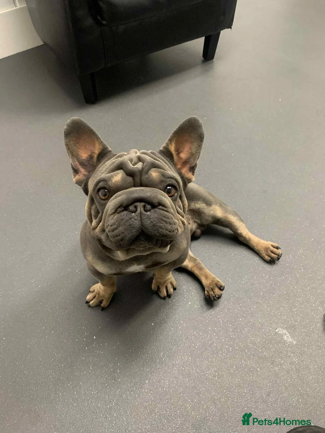 French Bulldog dogs for sale: 🐾 Micro boy For Sale 🐾  - Advert 2