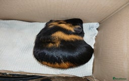 Guinea Pig rodents for sale: Boar smooth guinea pig  - Image 3