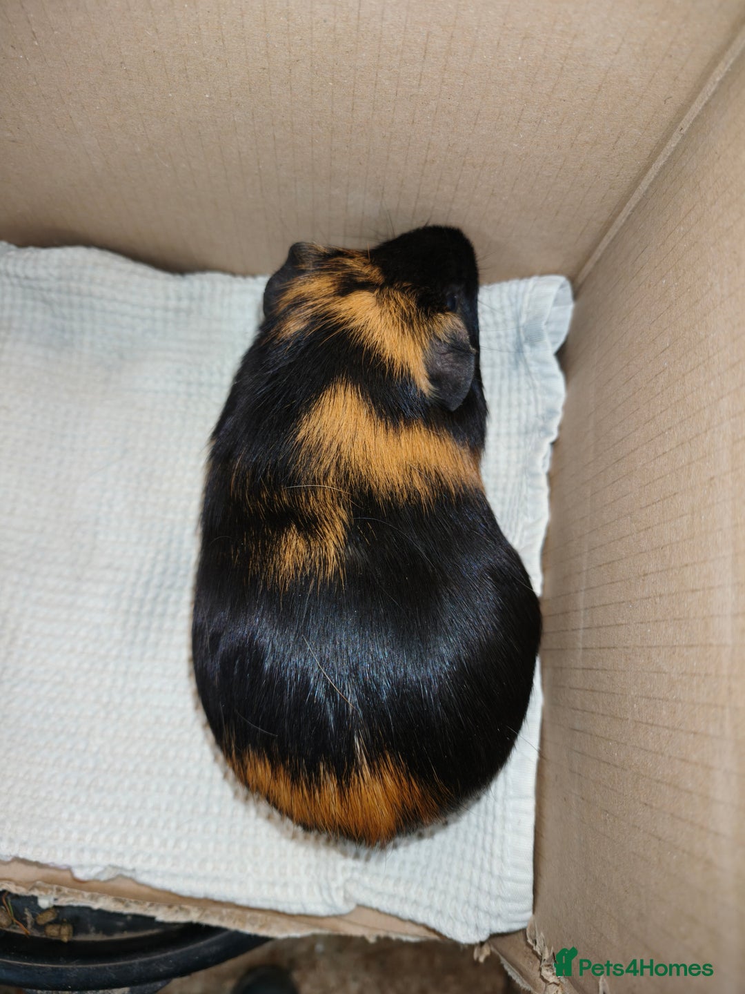 Guinea Pig rodents for sale: Boar smooth guinea pig  - Image 3