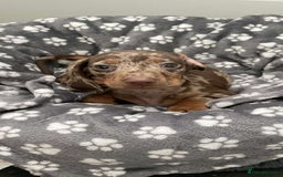Miniature Dachshund dogs for sale: Miniature dachshund  - Image 1
