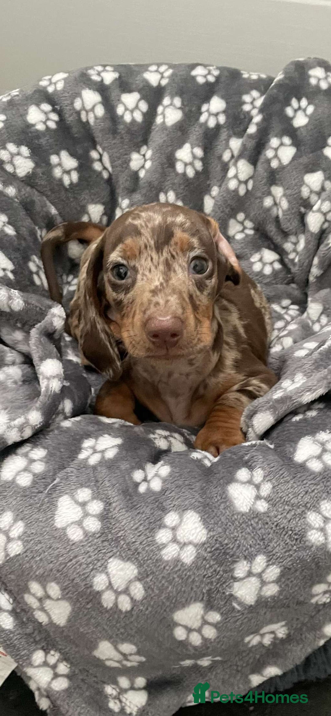 Miniature Dachshund dogs for sale: Miniature dachshund  - Image 1