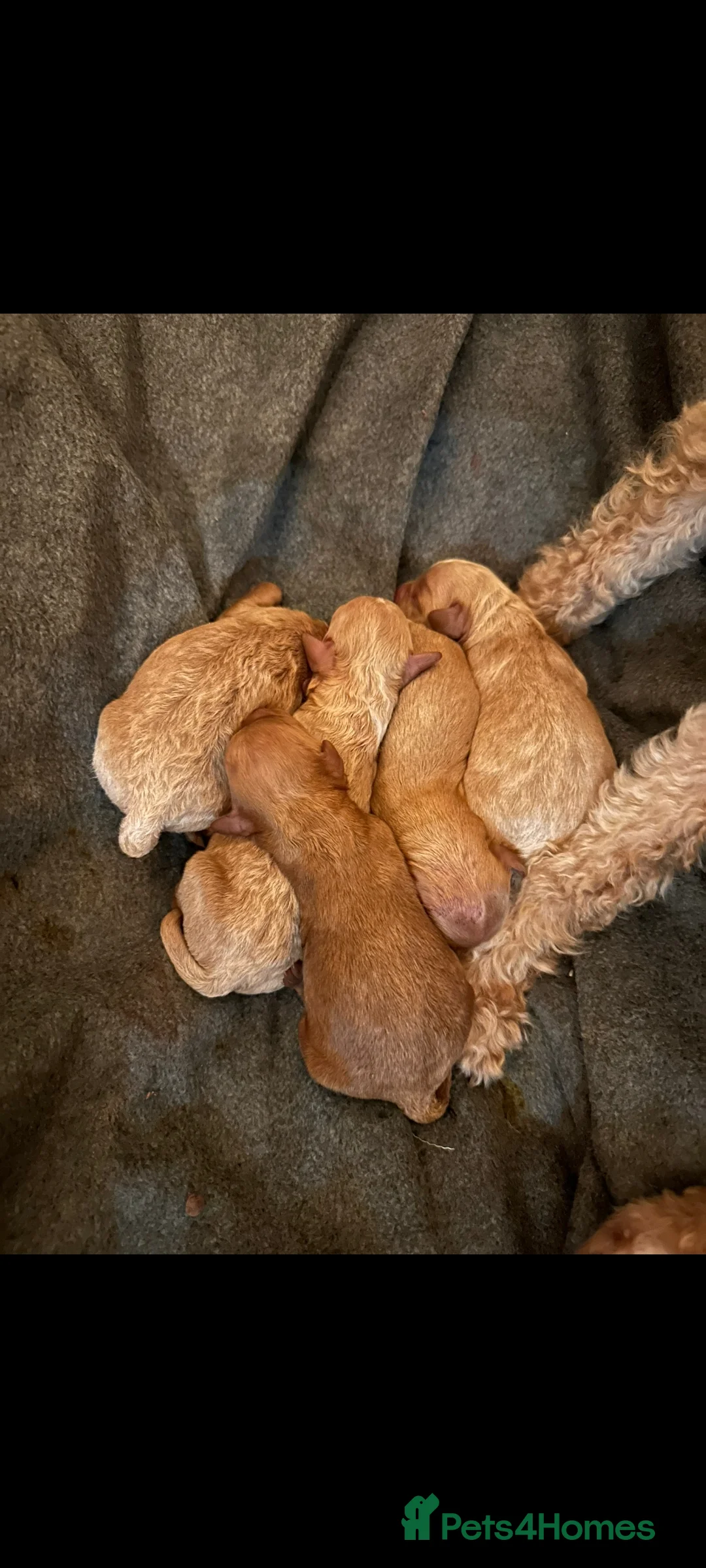 Cavapoo dogs for stud: Experienced, proven and health tested cavapoo stud in London - Advert 9