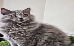 British Shorthair cats for sale: British shorthair and longhair  - Image 10