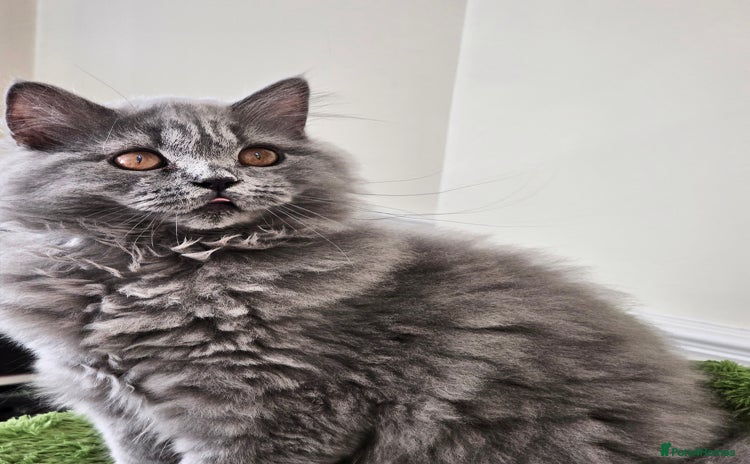 British Shorthair cats - Advert 3