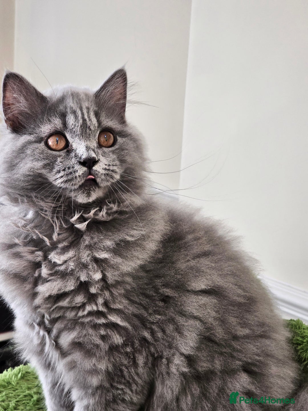 British Shorthair cats for sale: British shorthair and longhair  - Image 10